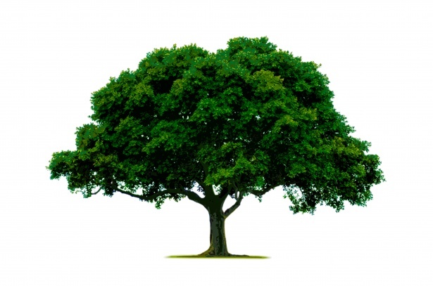 Wat is een biobased (biogebaseerd) bouwmateriaal?