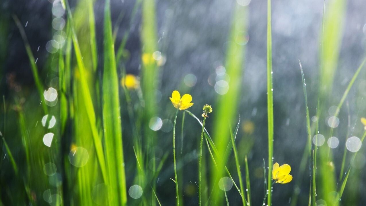 Foto artikel infiltratie