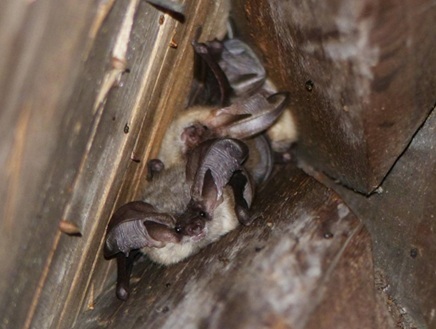 Vleermuis grijze grootoorvleermuis